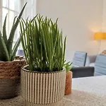 Magic Of Meadows 4 Bedroom Spacious Flat