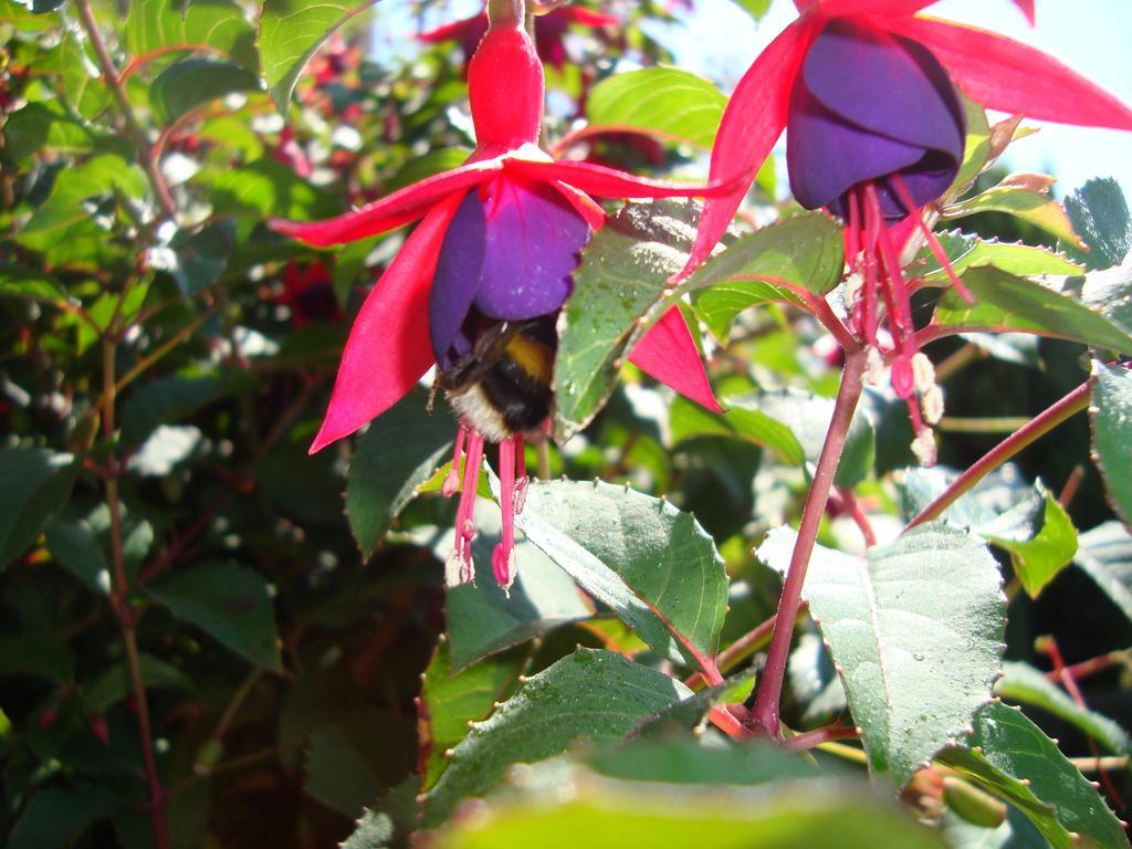 Bed & Breakfast Travel Edinburgh