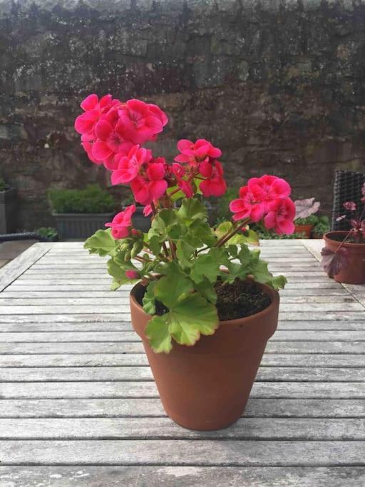 Wardie Garden *