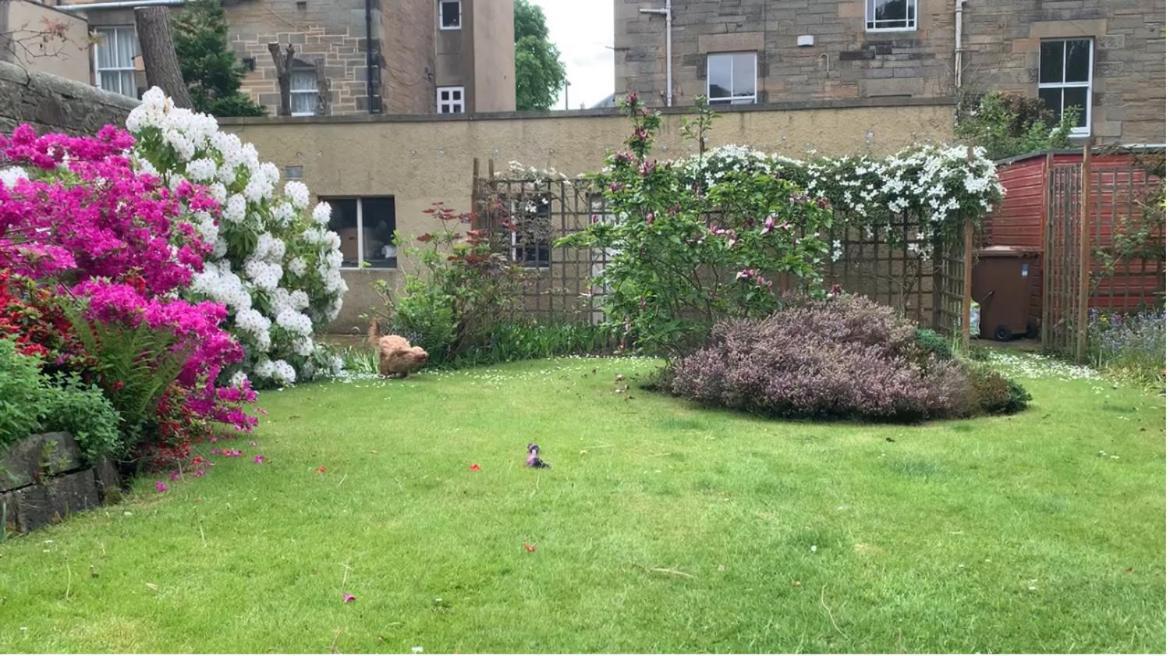 Homestay Quiet In Vibrant Bruntsfield With Private Parking *